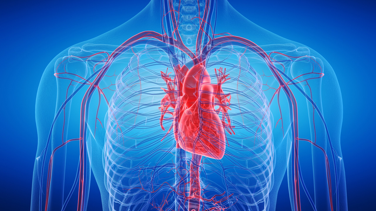 Kalp kanseri neden bu kadar nadir, kalp hücreleri neden kansere yakalanmıyor?